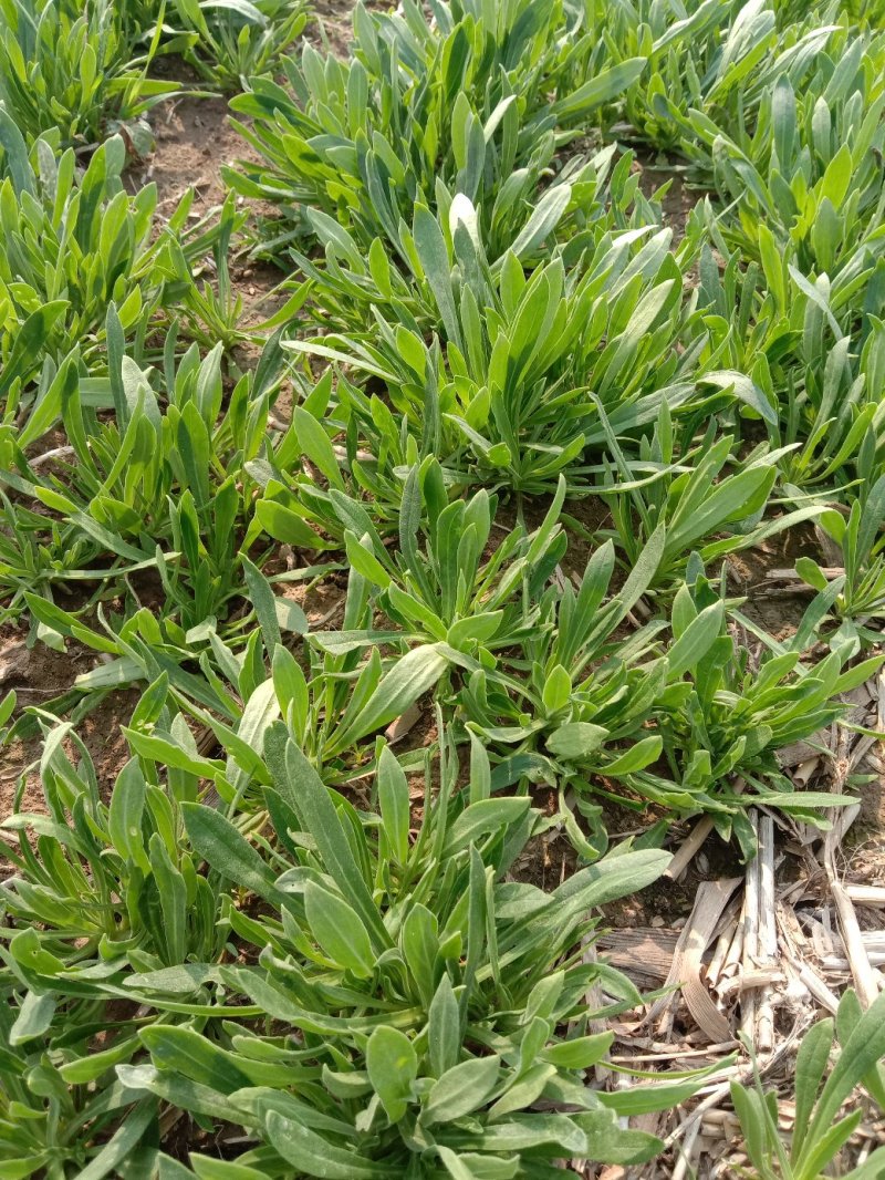 面条菜,野生菜,又名米米罐,主要生长在麦田