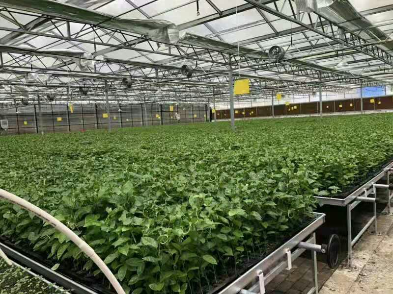 北方冬季温室百香果越冬管理场景