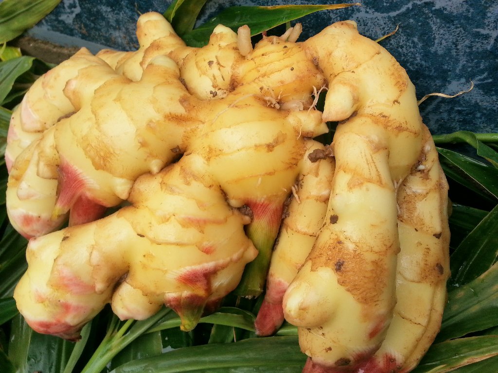 三年老姜与其他姜类产品的对比展示图