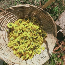 野菊花