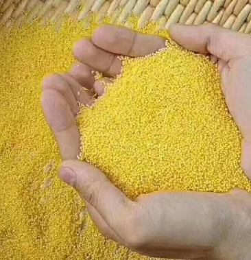 山东沂蒙山农家黄小米