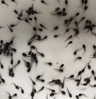 牛蛙苗优质牛蛙蝌蚪苗质量保证