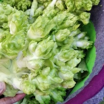 儿菜大量上市需要的朋友联系