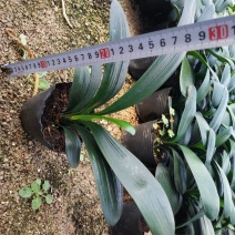 君子兰4-6叶小苗种植户直销一手货源视频照片看货质量保障