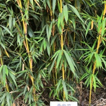 茶杆竹苗竹子绿化工程苗现挖现卖成活率高低价销售基地直发