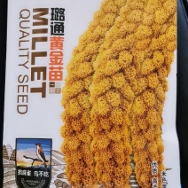 璐通黄金苗黄米黄谷高产抗倒伏优质谷种