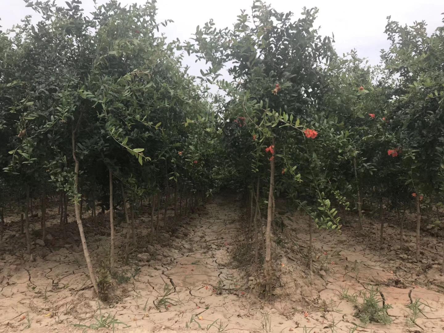 冬季清晨的石榴园,工人正在对石榴树主干进行白色涂料涂抹作业,地面铺设黑色地膜并覆盖一层金黄色稻草,远处可见整齐排列的果树行列 南方软籽石榴果园冬季树干涂白与地表覆盖实景