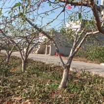 十公分以上开心形桃树