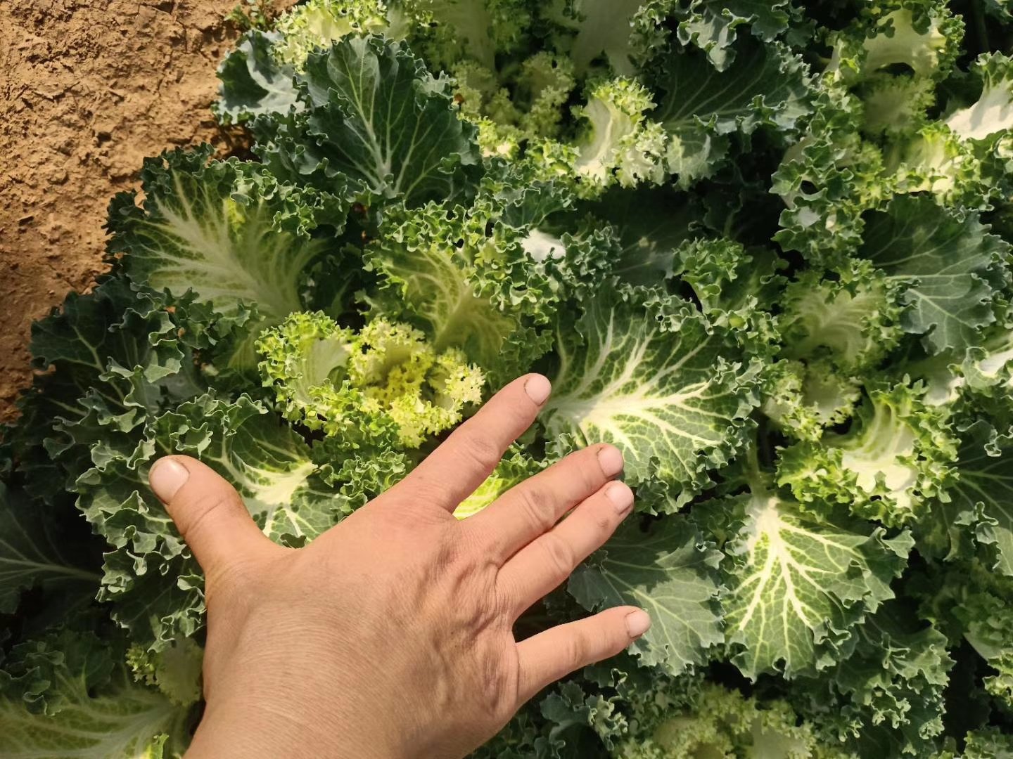羽衣甘蓝特写图片