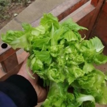 儿菜