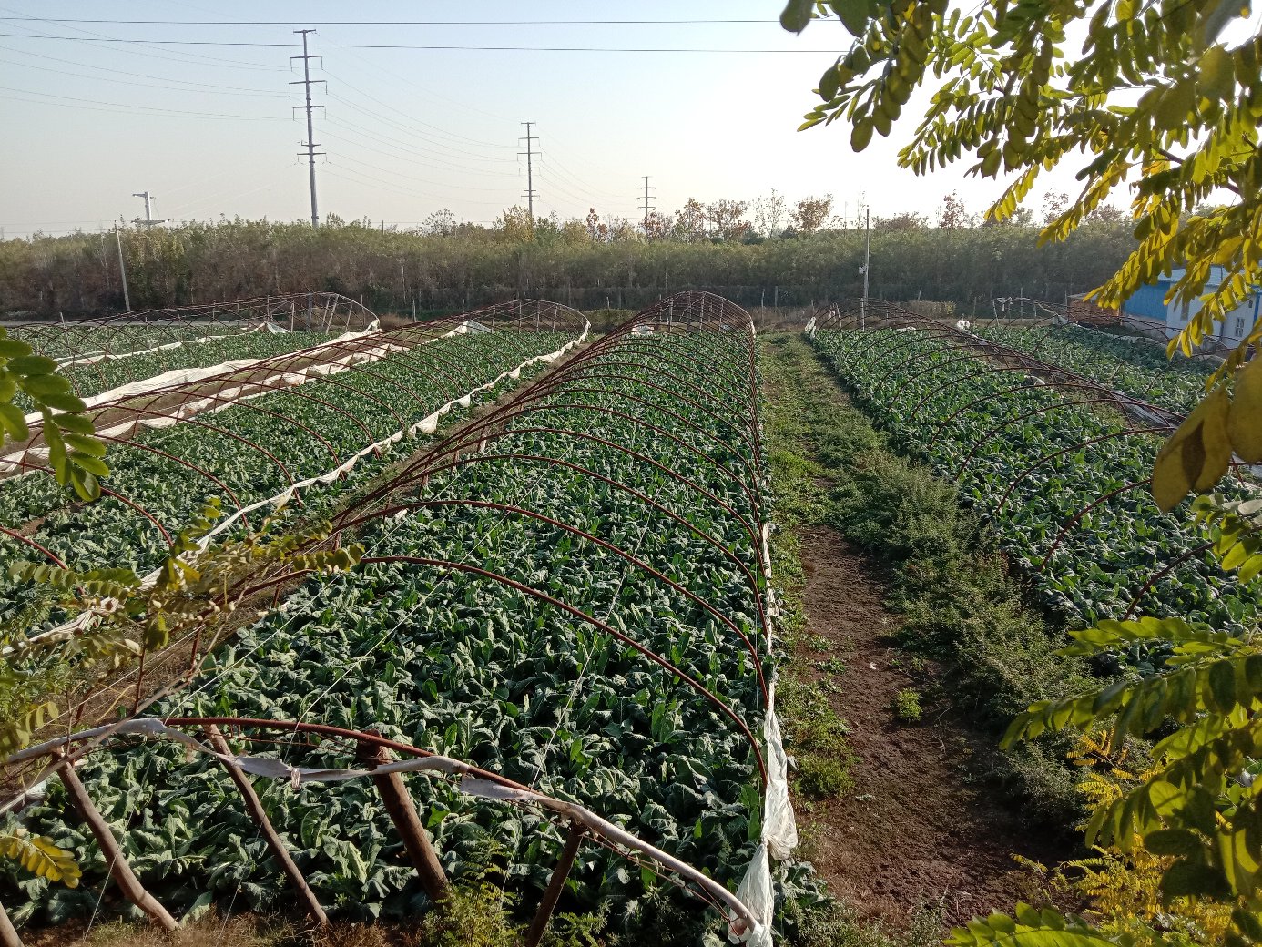 花菇菜种植基地航拍图