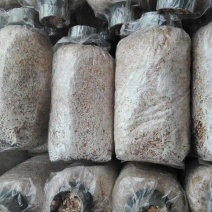 蘑菇种子，菌种，食用菌菌种，竹荪原种，二级种