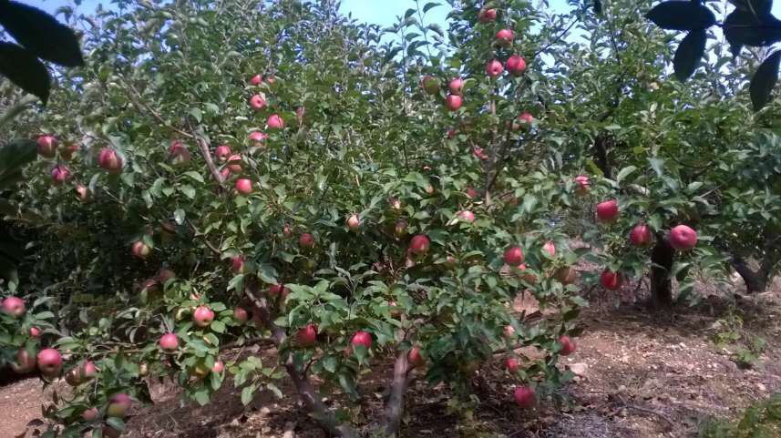 国光苹果在果园中成熟