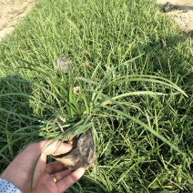 优质麦冬大量出售欢迎咨询各类苗木草花上车价