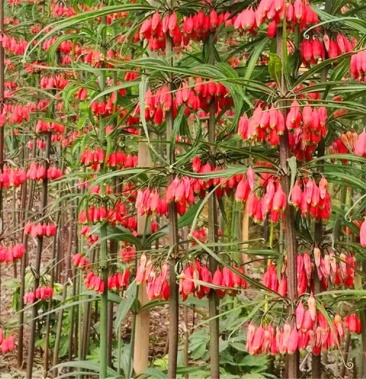 滇黄精种苗红花滇黄精