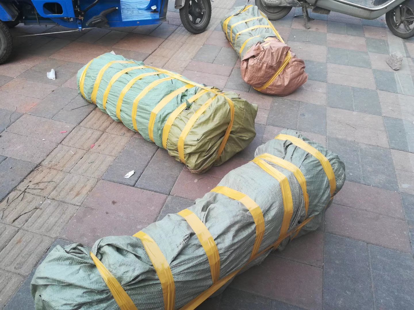展示受枣疯病影响的枣树叶黄化、果实变小且带苦味 枣疯病症状图