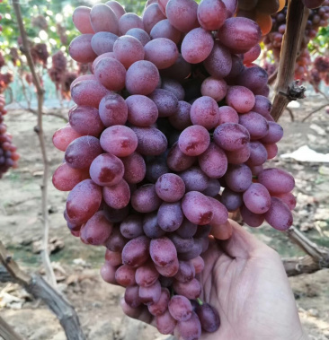 基地直供优质无核红宝石葡萄苗长粒红宝石葡萄苗