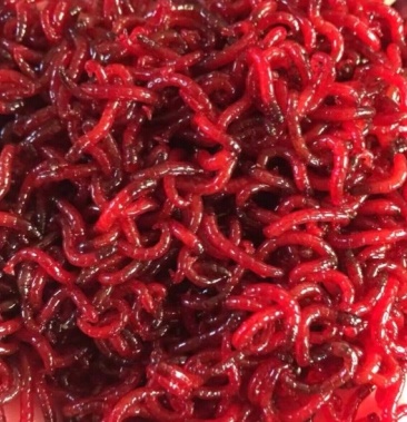 [红虫批发]红虫价格19.00元/斤 - 一亩田