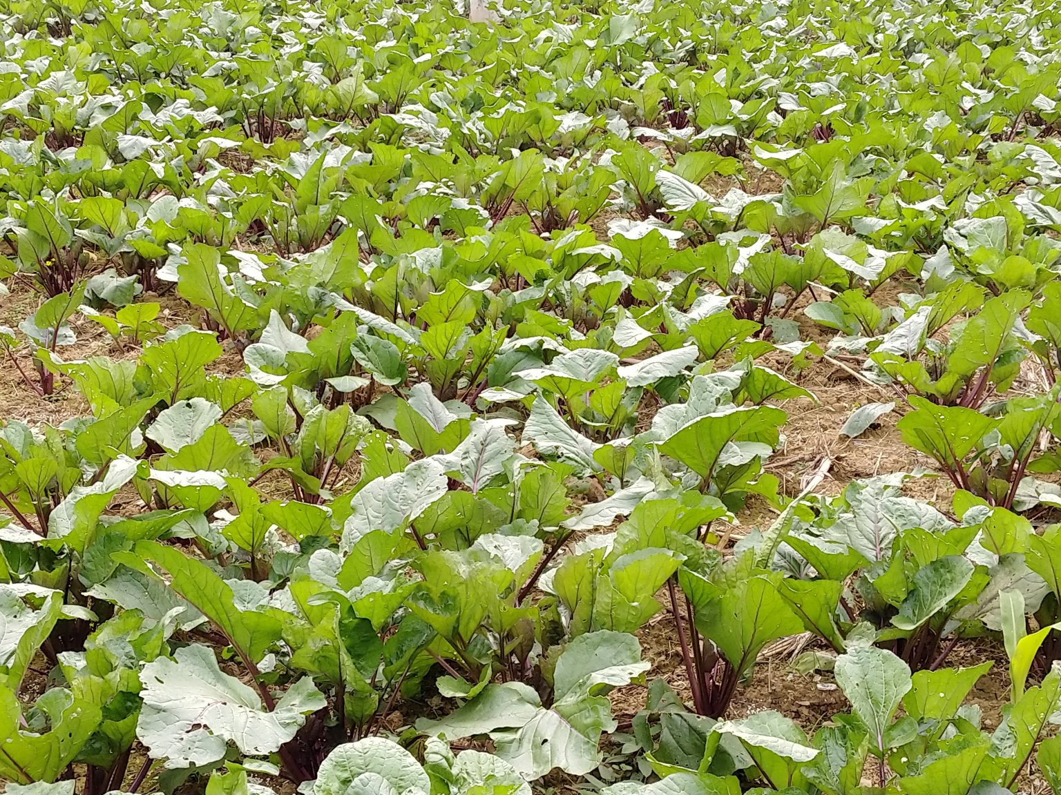 红菜苔种植田地