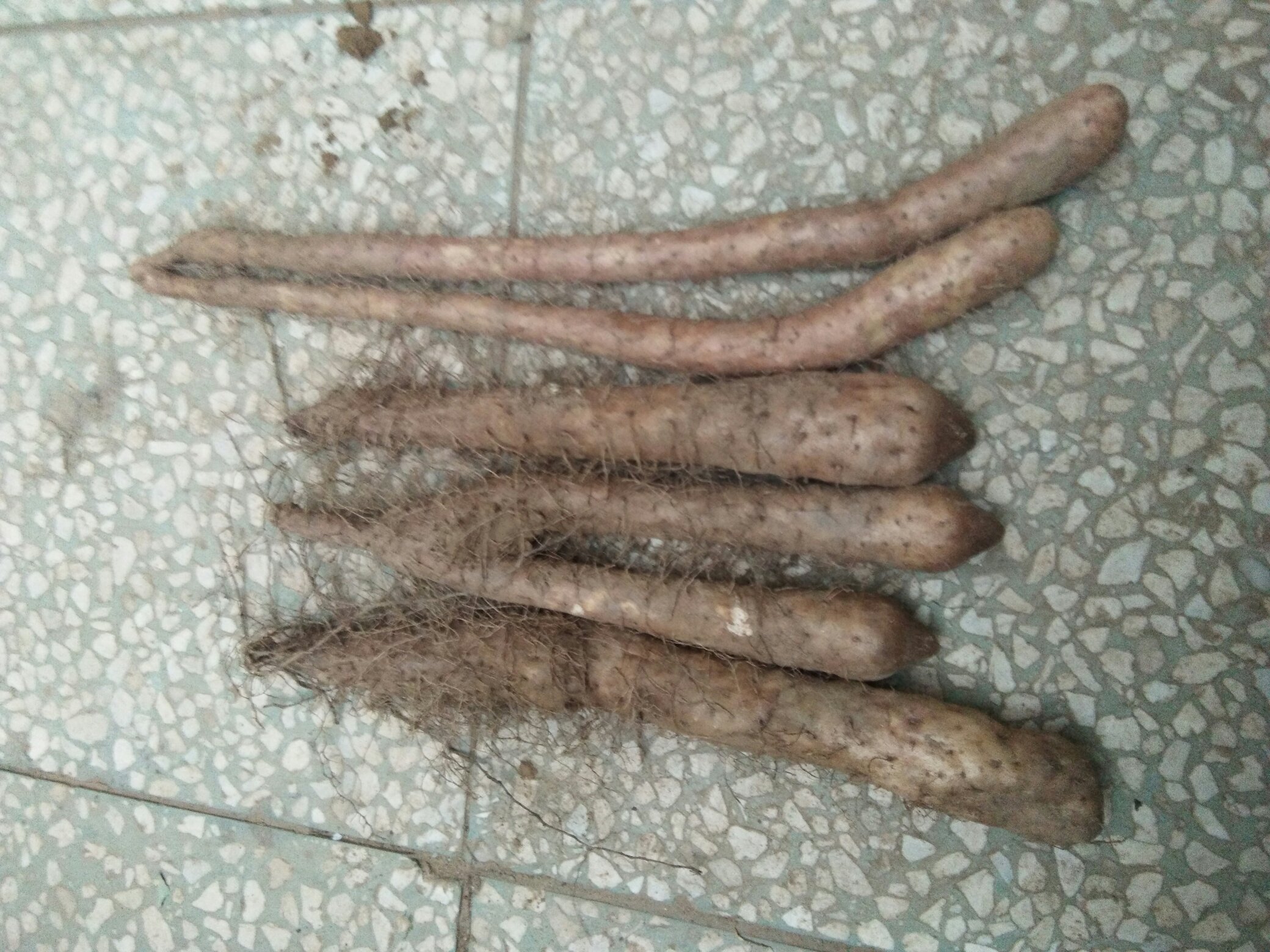 展示一根完整的棒山药,表皮浅褐色,形态笔直,放置在自然背景中 棒山药整体外观