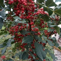 花椒树20~30cm一年苗二年苗保品种