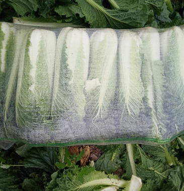 麻叶青白菜 (卷筒青,火筒菜,长菜)量大从优 基地直供