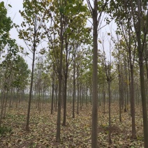 楸树10，12，15，18公分楸树种植基地