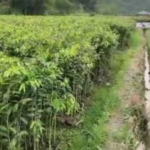 沉香树苗一米以上