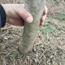 占地桃树