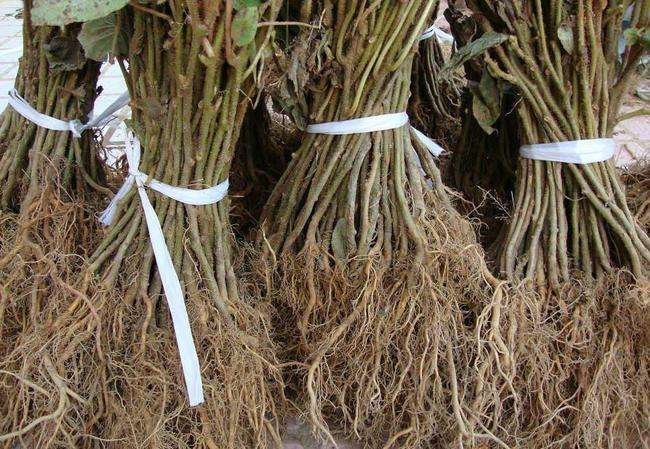 白猕猴桃植物全株图,展示其根、茎、叶、果的完整形态 白猕猴桃植物全株图