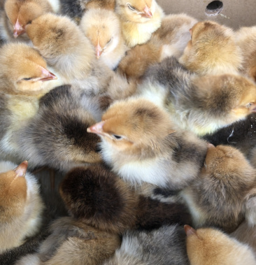 [肉鸡苗批发]k9鸡苗价格4.60元/个 - 一亩田