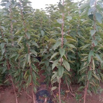 林辉大量出售1.5米的北海道有要的请联系