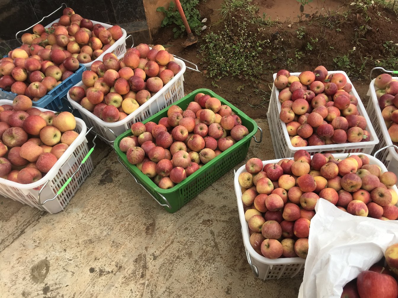 丰县美八苹果包装发货现场