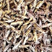 速冻蚂蚱，蝗虫，有去翅蚂蚱，带翅蚂蚱，活体蚂蚱