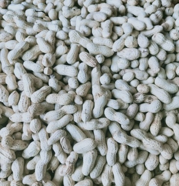 炒花生天府三号小日本炒花生