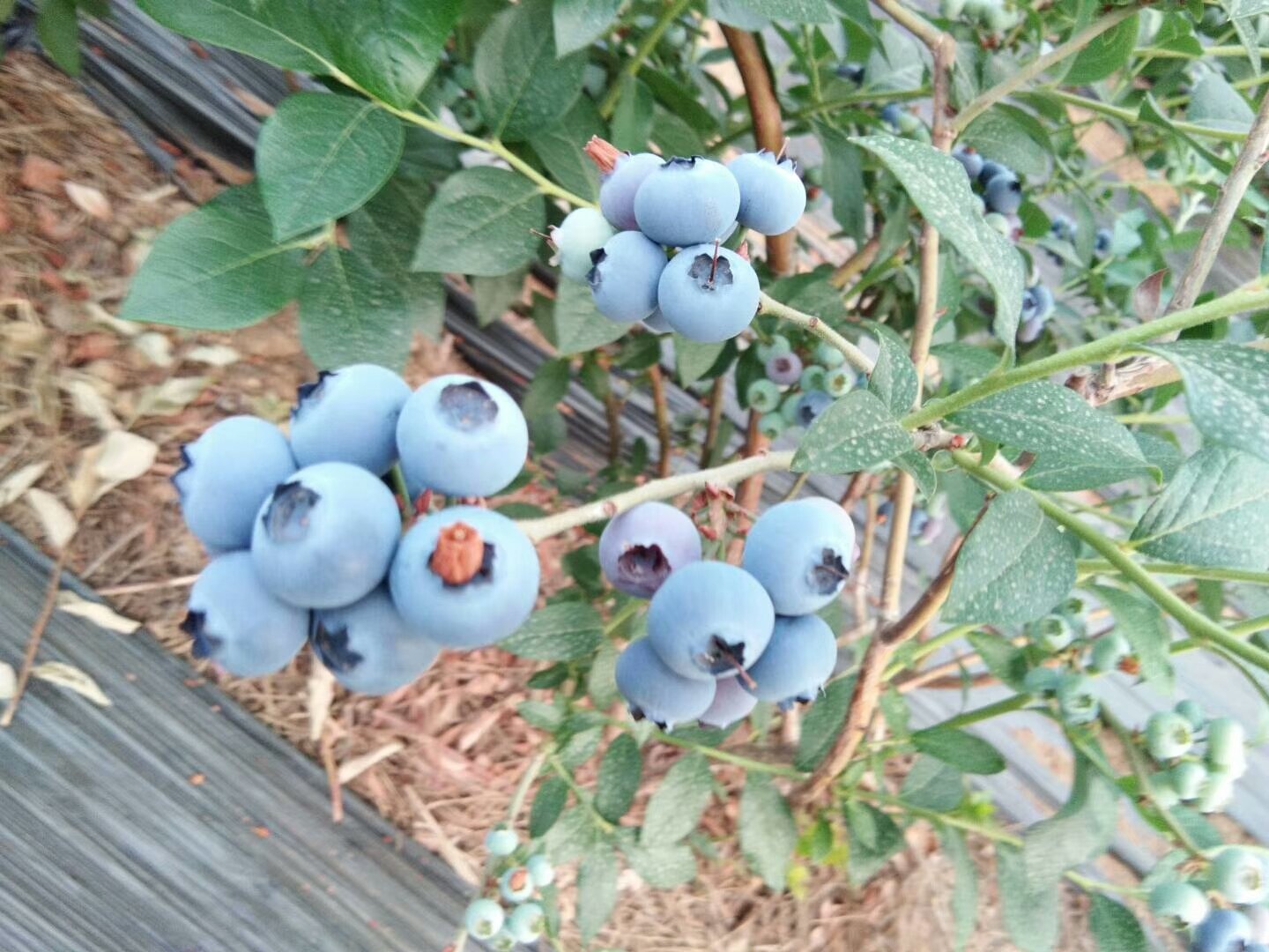 蓝莓果酱与原蓝莓汁的加工流程对比图