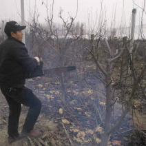 梨树，苹果树，占地梨树，7-10公分