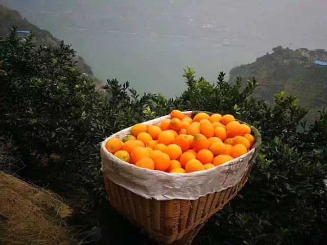 从高空俯瞰秭归县连片的橘子种植园,层层叠叠的梯田式果园沿着长江两岸延展,绿意盎然,树上挂满金黄色的成熟橘子,阳光洒在长江水面波光粼粼,展现出一幅丰收与生态共融的美丽画卷 秭归橘子果园航拍全景