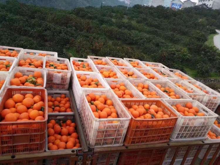 湖北省宜昌市秭归县郭家坝镇一处伦晚脐橙果园,清晨阳光洒在成片的果树上,成熟橙子挂满枝头,几名身着反光背心的果农正在使用专业采摘剪进行手工采收,脚下堆放着编织筐,远处有冷链运输车等待装货,展现晚熟脐橙高效采收与物流衔接的现代化场景 秭归县郭家坝镇伦晚脐橙采摘现场
