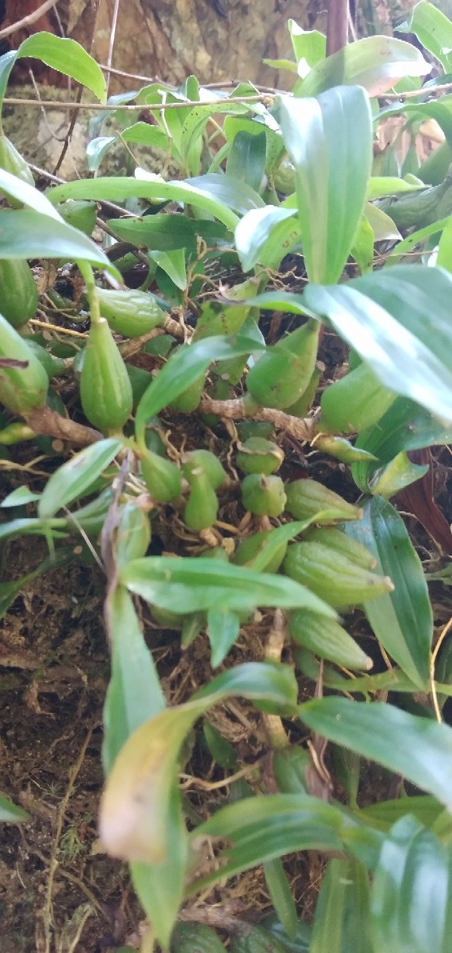 广西野生石橄榄双叶石橄榄双叶大果量大有优惠长期