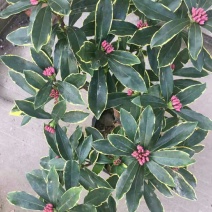 盆栽花卉金边瑞香五年苗3年苗也有包邮包活