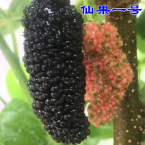 2019果桑新品种仙果一号大桑葚苗四季结果苗