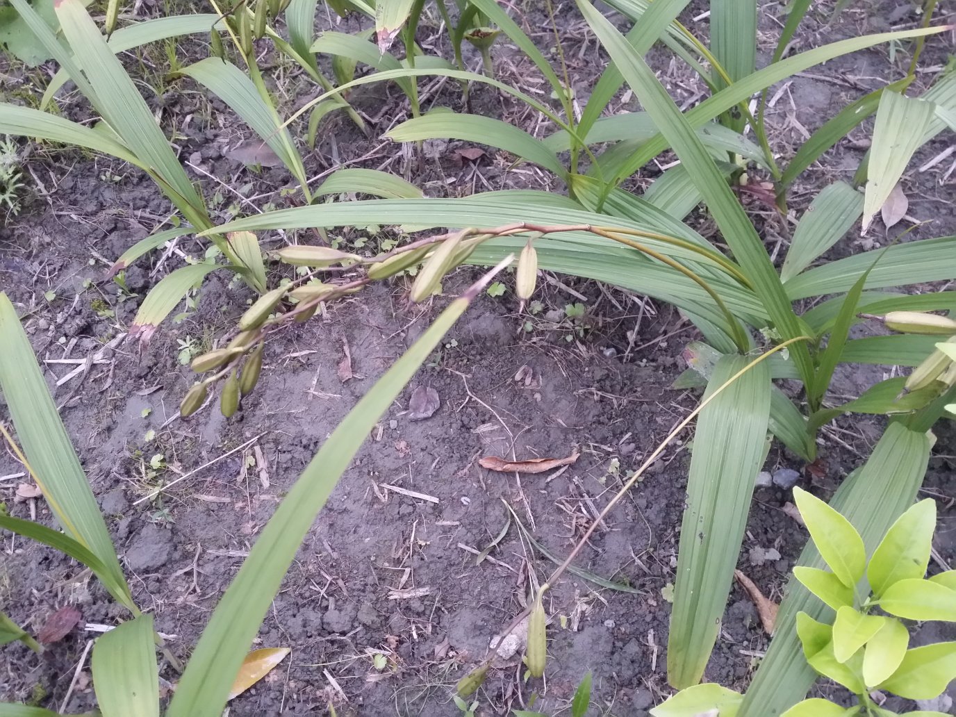 白芷植物整体形态