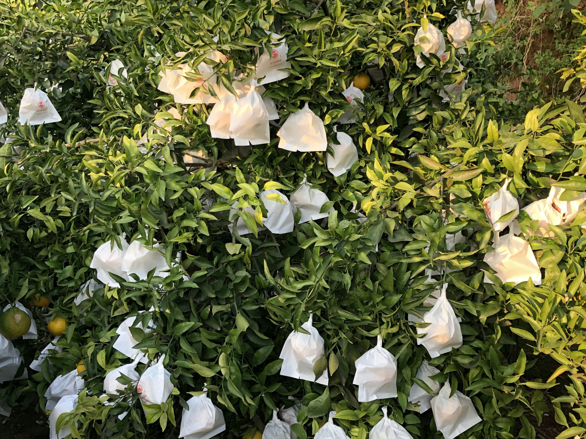 四川眉山地区规模化种植的不知火柑桔果园,绿意盎然,果实累累 四川眉山不知火柑桔果园