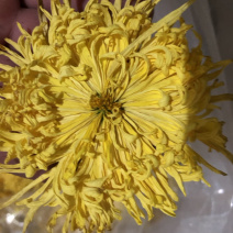 金丝皇菊