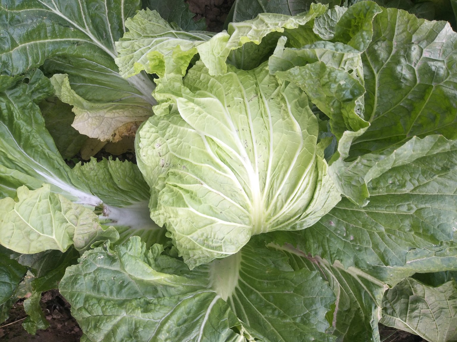 秦白系列白菜品种展示