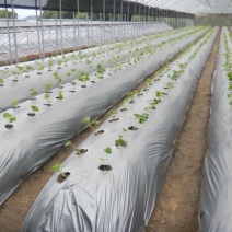 厂家直销大棚塑料布聚乙烯农用地膜薄膜环保黑白膜除草耐用加