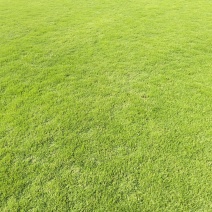 优质马尼拉草皮基地直供销网全国