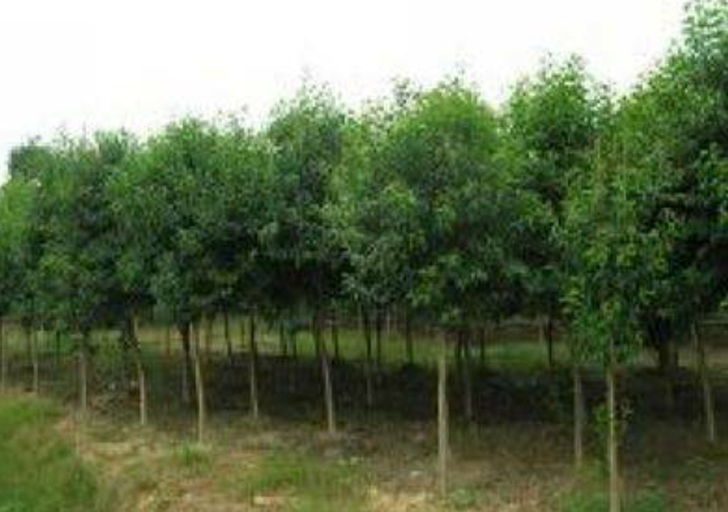 一棵高约3米的大叶女贞成年植株,树冠呈圆形,枝叶茂密,叶片深绿色且富有光泽,阳光照射下显得生机勃勃,背景为普通住宅庭院环境,适合用于展示庭院种植效果 大叶女贞全株景观图