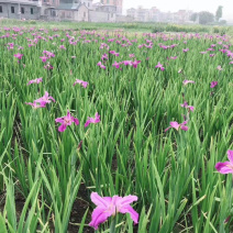 水生鸢尾紫花鸢尾